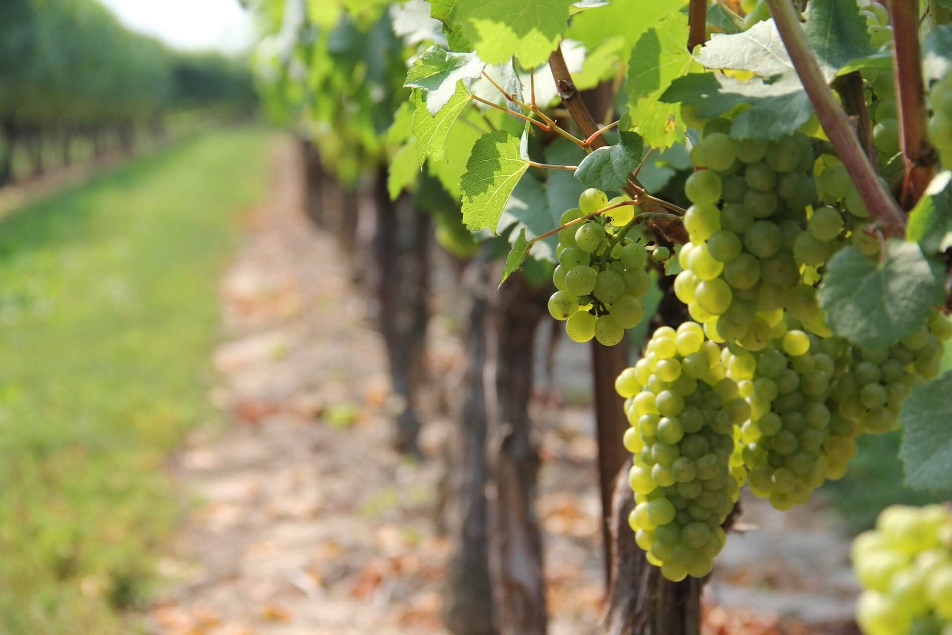 Vineyard Grape Vine Melbourne
