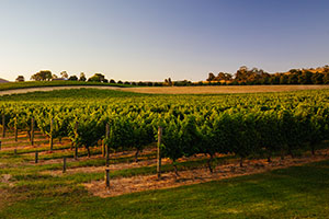 Victorian Wineries